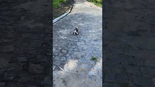 dog #dog #dogs #dogreels #doglovers #dogsofinsta #trending #short #shorts #viral #ytshort