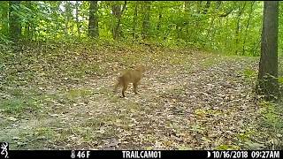 bobcat looking back on trail