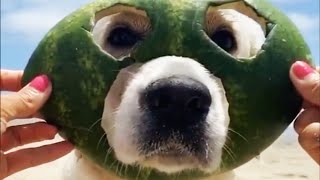 FUNNIEST DOGS Compilation EVER 🤣 [Funny Pets]