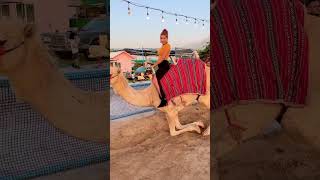 Mere wajan se camel baith gaya #pets #animallover #zoo #monkey #tiger #elephant #fun #snacks