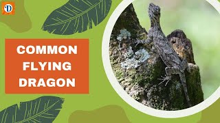 COMMON FLYING DRAGON | #majestic  #creatures  of the #skies