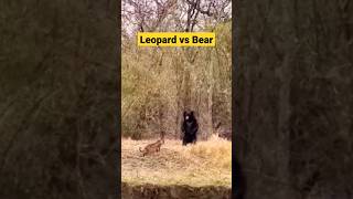 Leopard vs Bear fight #wildlife #animals