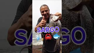 Sargo 🎣🦀🐟🦐🐠🏖️ #pesca #pescar #pescaria