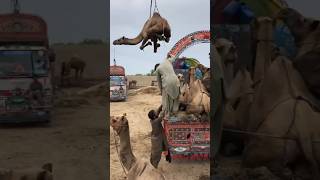 Amazing loading camel #camel #youtubeshorts #camells #youtubevideos #youtube #shorts