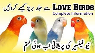 Love Birds Breeding Tips | How To Breed Lavebirds | Lovebirds Breeding Season 2024-2025