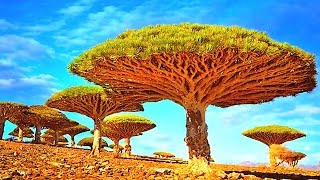 14 Bizarre Unique Trees