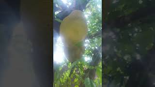 #beauty of nature/jackfruit tree/shorts.