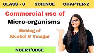 commercial use of micro-organisms | micro-organisms: friend and foe | class 8th science chapter 2