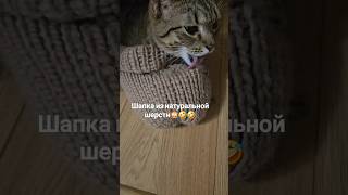 Шапка из натуральной шерсти и Коко #cat #безкотажизньнета #кот #котики