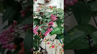 Garden Tour in India || മനോഹരമായിട്ടുള്ള ഒരു ഗാർഡൻ കണ്ടാലോ? #shorts #youtubeshorts #gardening