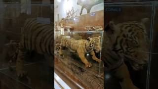 zoo museum #প্রাণী জাদুঘর #জাতীয় চিড়িয়াখানা #youtubeshorts #shorts