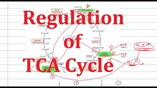 11. Regulation of Citric acid cycle | Explained simply