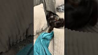 Little Dachshund gets post bath zoomies on the couch!