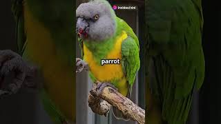 5 Fascinating Facts About the Senegal Parrot 🦜🌟#pets