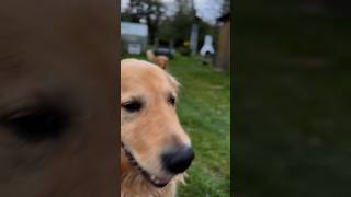 A little exercise doesn't hurt #CuteDog #Goldenretriever #Dog #SweetPaw #SweetDog #Shorts