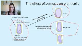 N5 U1 KA2 osmosis in plants and animal cells