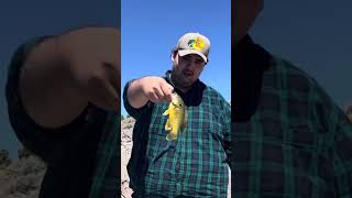 Good sized Green Sunfish In Utah! #fishing #bassfishing #sunfish #bluegill #Utah #southernutah