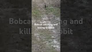 #bobcat  #rabbits  #Warning #Dangerous #deerhunting #deer  #Get #foryou #fypシ゚viral #foryou #crazy