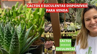 NOVIDADES DA SEMANA - Cactos e Suculentas disponíveis para venda 💚 Enviamos para todo o Brasil