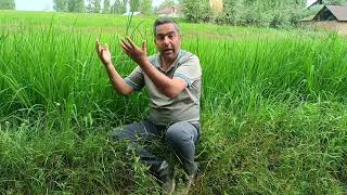 UREA Fertilizer Application and Growth Stages of Rice Crop. Important video for Paddy Growers.