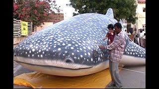 Message on International Whale Shark Day