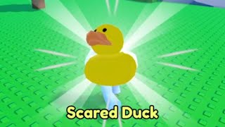 Find the Ducks - Where to Find the Scared Duck (Roblox)