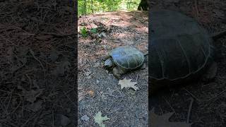 Snapping #turtle on the #trail #steveirwin #reptile #dinosaur #mountainbikeride #shortvideo #mtb