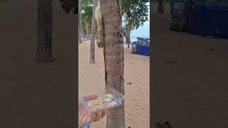 Squirrel Feeding 🇹🇭 PATTAYA Jomtien BEACH  ให้อาหารกระรอก หาดจอมเทียน พัทยา #shorts #short #pattaya