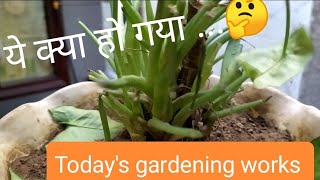 Gardening today, आज क्या-क्या किया है ...