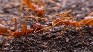 Red Ants eating bugs, small insects, pests in night