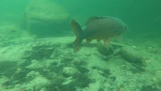 Carps In La Baume River Near Ruoms