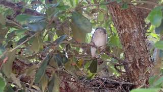 Loggerhead Shrike Nest