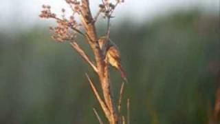 Straight-billed Redhaunter. Limnoctites rectirostris..wmv