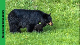 Black Bears Mom And 2 Cubs Alaska Bears