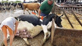 Revolutionary Robotic Dairy Farm Technology with Pretty Silage Tips