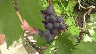 Сорт винограду "Черный палец" - сезон 2022 # Grape variety "Chernyi Palets" - season 2022