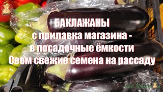 Баклажаны из магазина - в посадочные емкости. Сеем свежие семена на рассаду