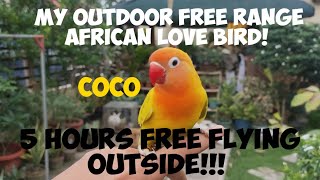 COCO, MY OUTDOOR FREE FLIGHT/FREE RANGE AFRICAN LOVE BIRD