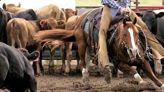 Cutting Horses & Agility Dogs