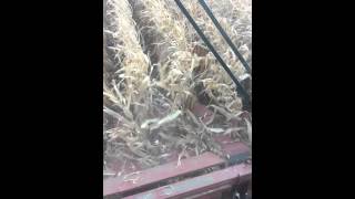 Chris in the cart 2012 2388 corn harvest.