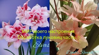 Гиппеаструм Elvas(Элвас) и Double Record подготовка луковиц к посадке,ч 5