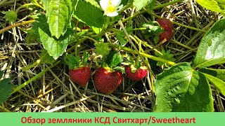 Обзор клубники КСД Свитхарт