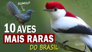 As 10 AVES MAIS RARAS DO BRASIL | Espécies extremamente raras que ainda vivem na natureza!