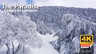 The paradise | 4K | cedars of lebanon | الأرز اللبناني جنة طبيعية ساحرة