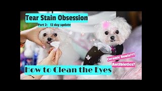 TEAR STAIN OBSESSION Part1 Grooming Table Tips for Cleaning Tear Stains in Maltese Dogs 말티즈 미용