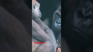 Don't think to much daddy ,it'll be ok #gorilla  #monkey #viralvideo #trending #shorts #viral #yt