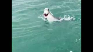 Tarpon on the Mega Bite