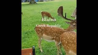 Deer feeding at Blatna #czechrepublic #czech #shorts #video