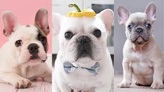 Funny french bulldog compilation