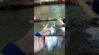 Ikan NILA Apes Lagi Makan Uler Kandang Saya #shorts